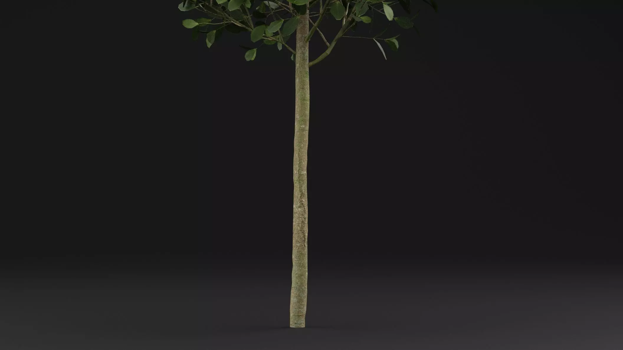 Boxwood Shrub Plant 3D model_2