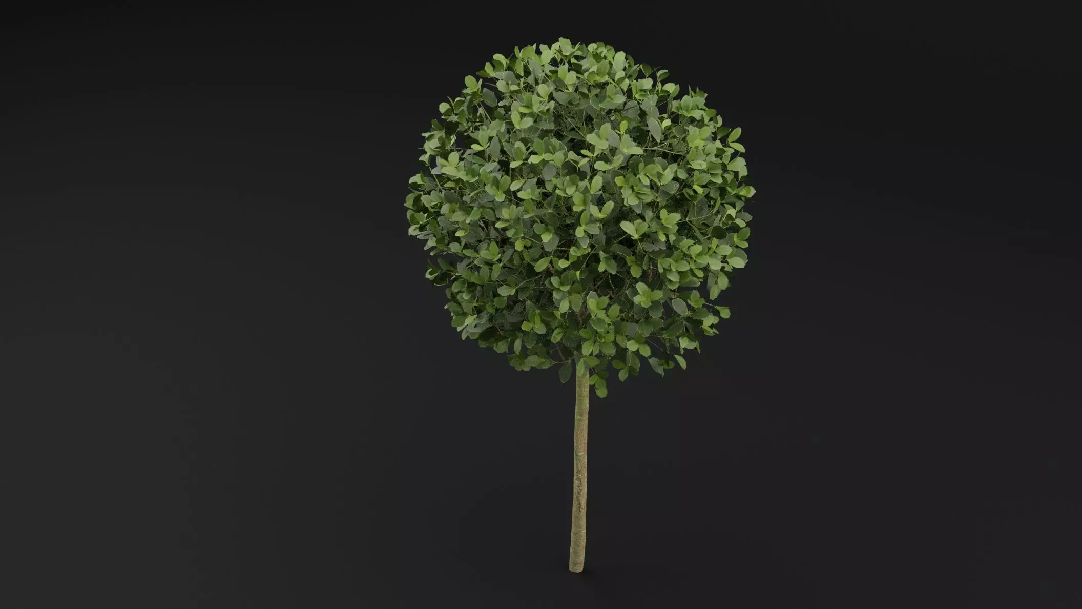 Boxwood Shrub Plant 3D model_4