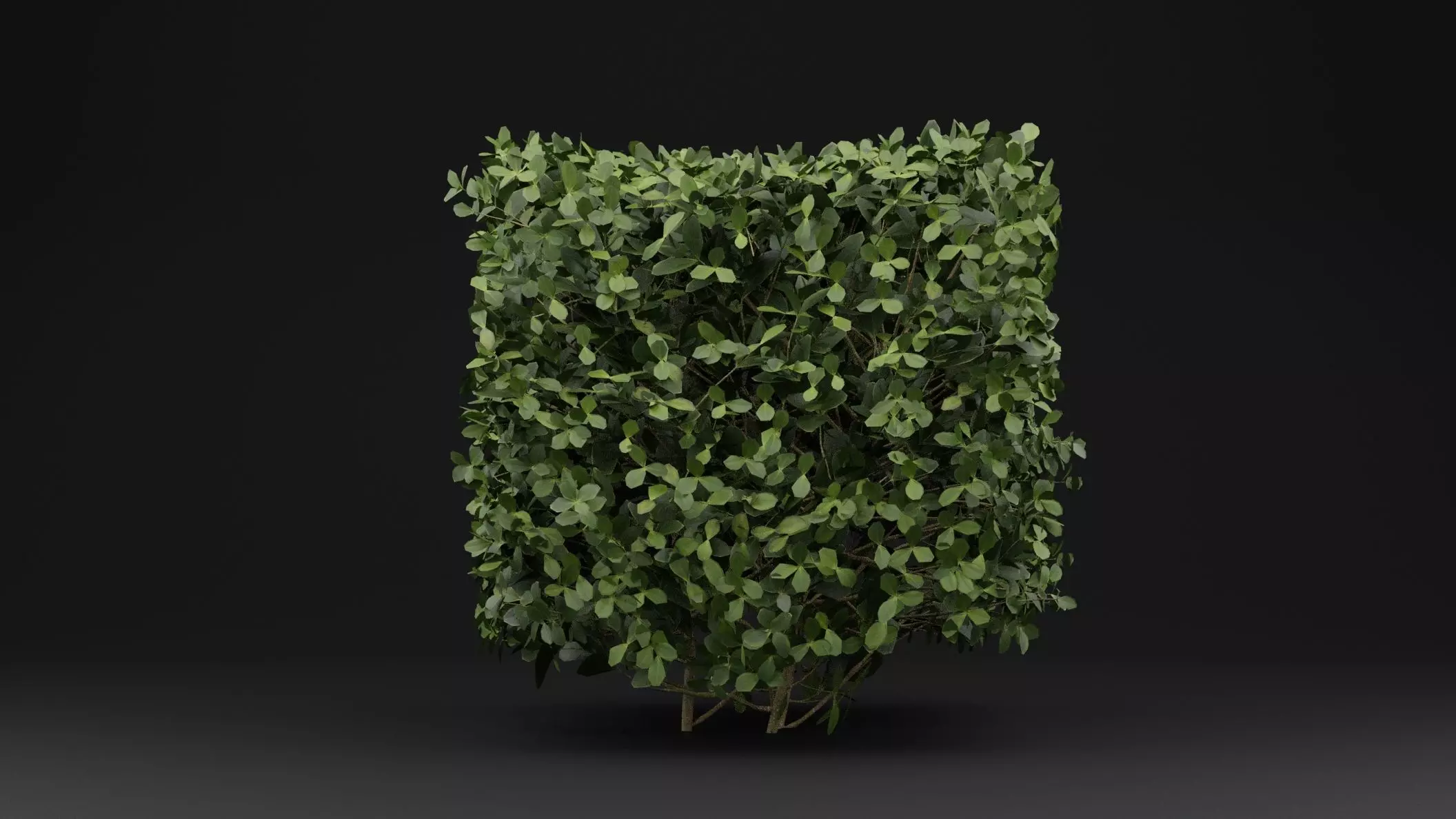 Boxwood Shrub 3D model_0