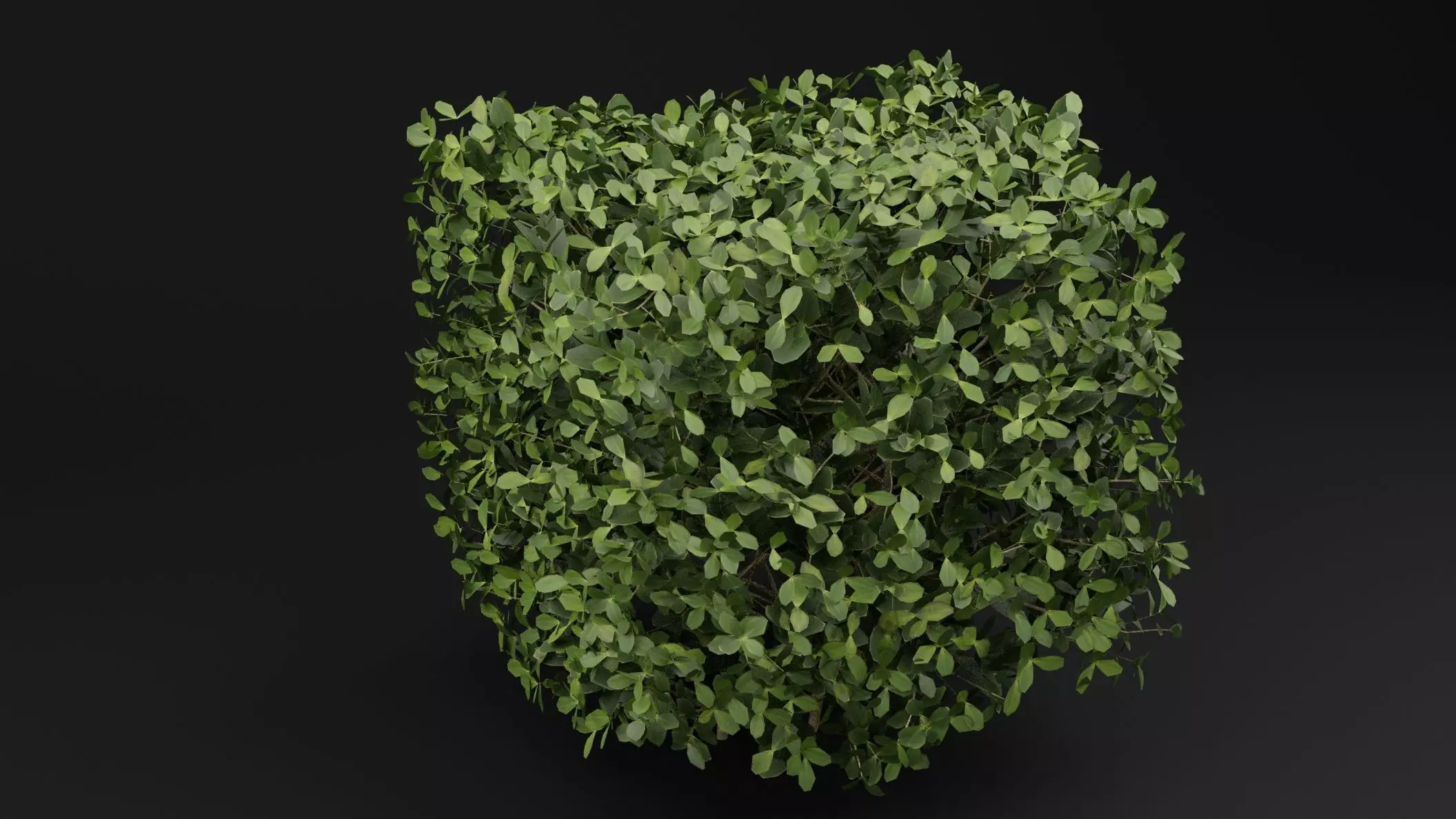 Boxwood Shrub 3D model_3