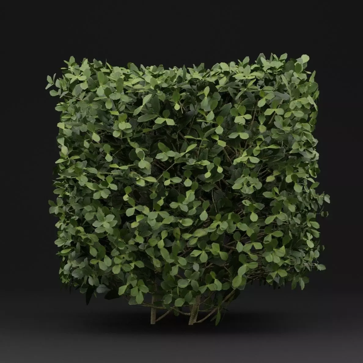 Boxwood Shrub 3D model_5