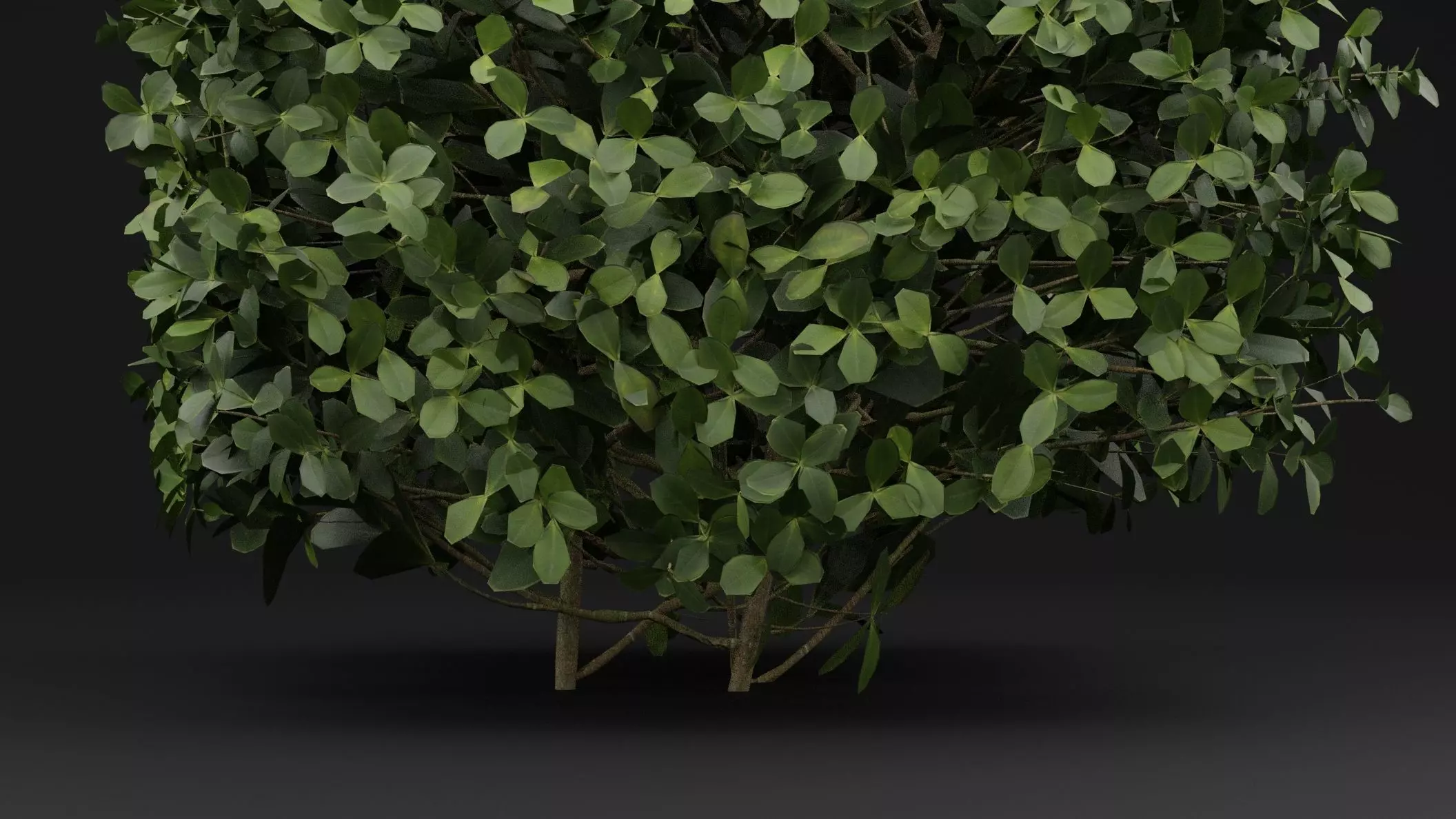 Boxwood Shrub 3D model_2