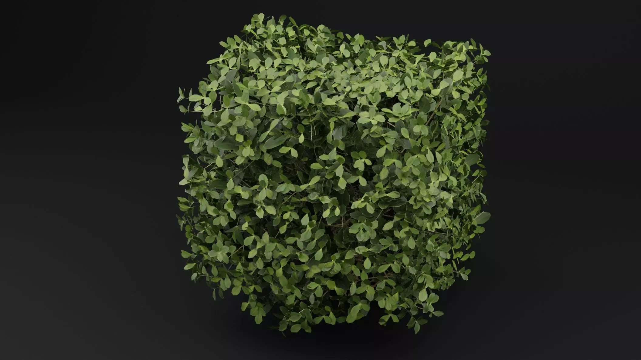 Boxwood Shrub 3D model_4