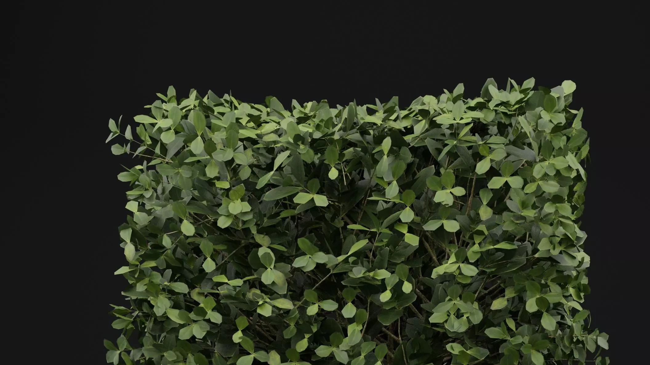 Boxwood Shrub 3D model_1