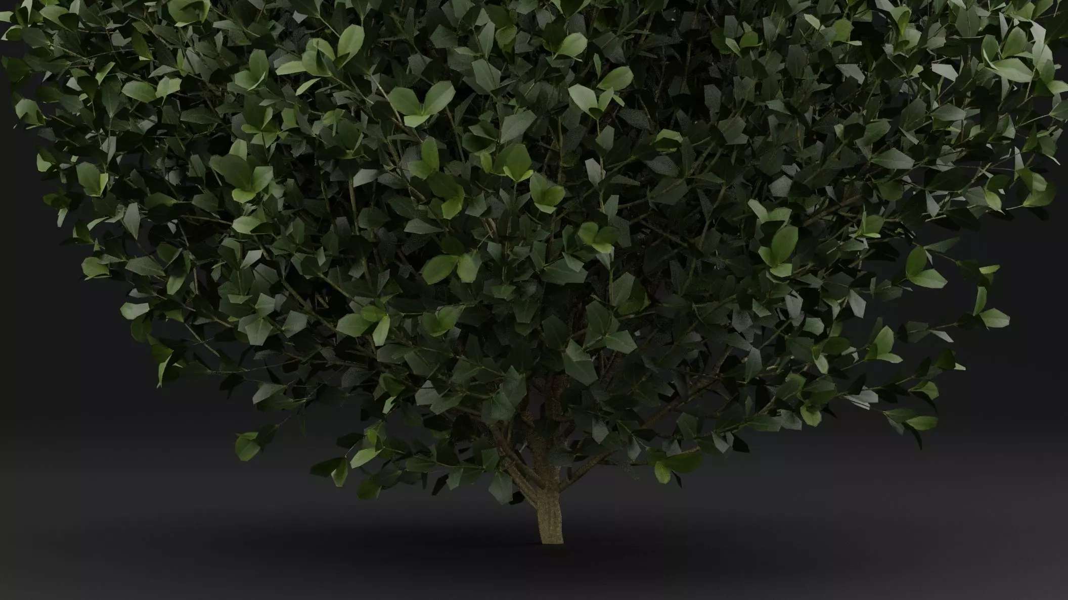 Boxwood Shrub Plant 3D model_2