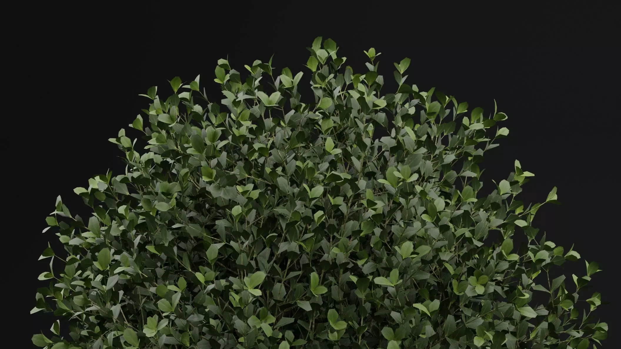 Boxwood Shrub Plant 3D model_1