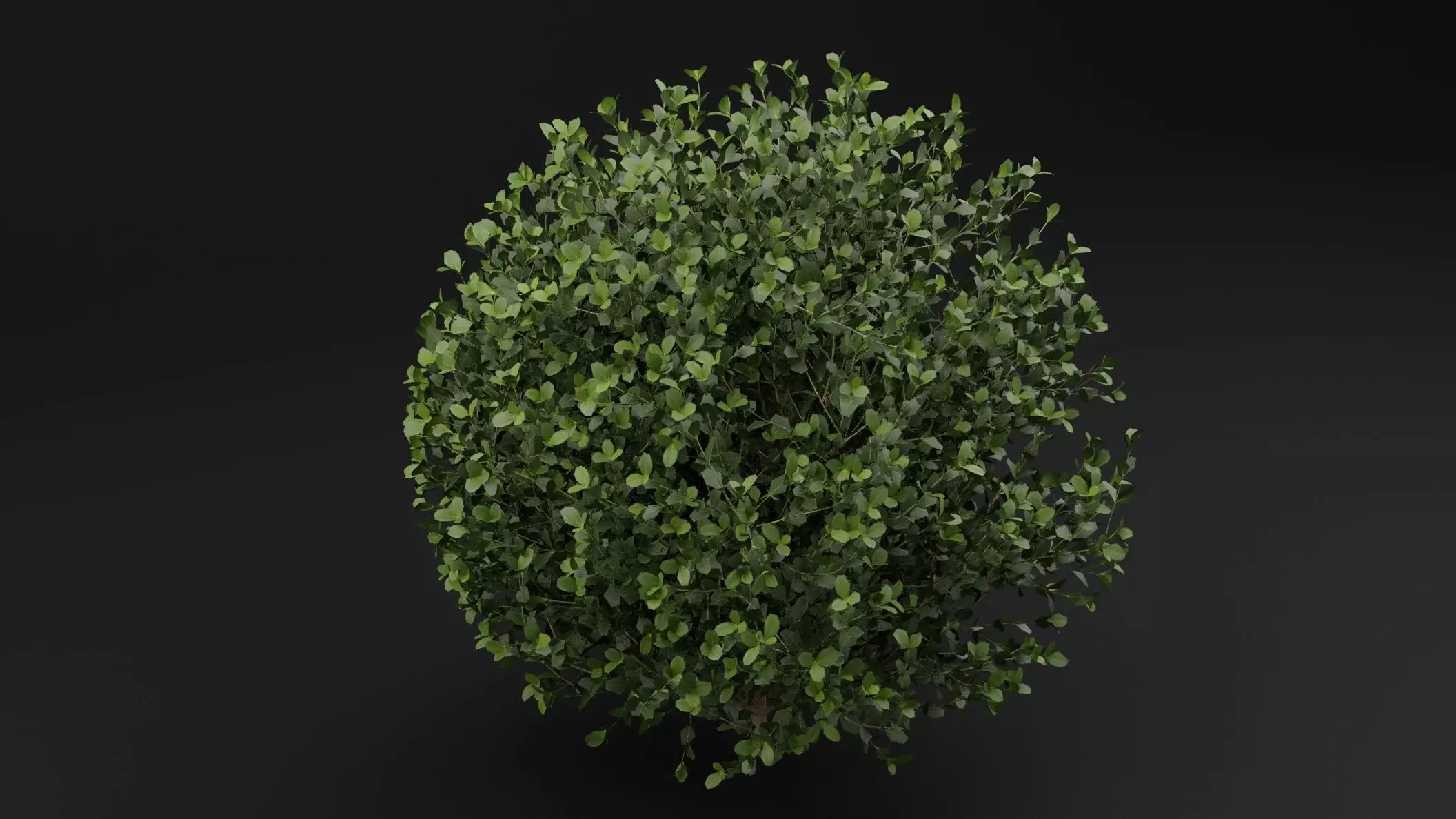 Boxwood Shrub Plant 3D model_3