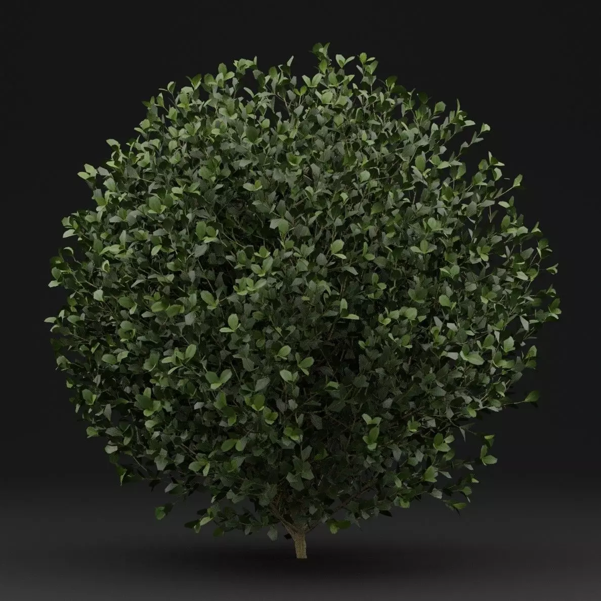 Boxwood Shrub Plant 3D model_5