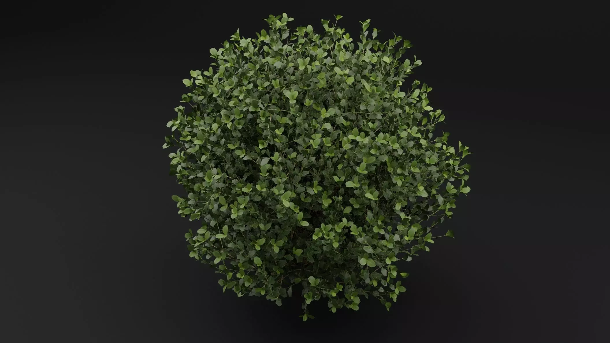Boxwood Shrub Plant 3D model_4