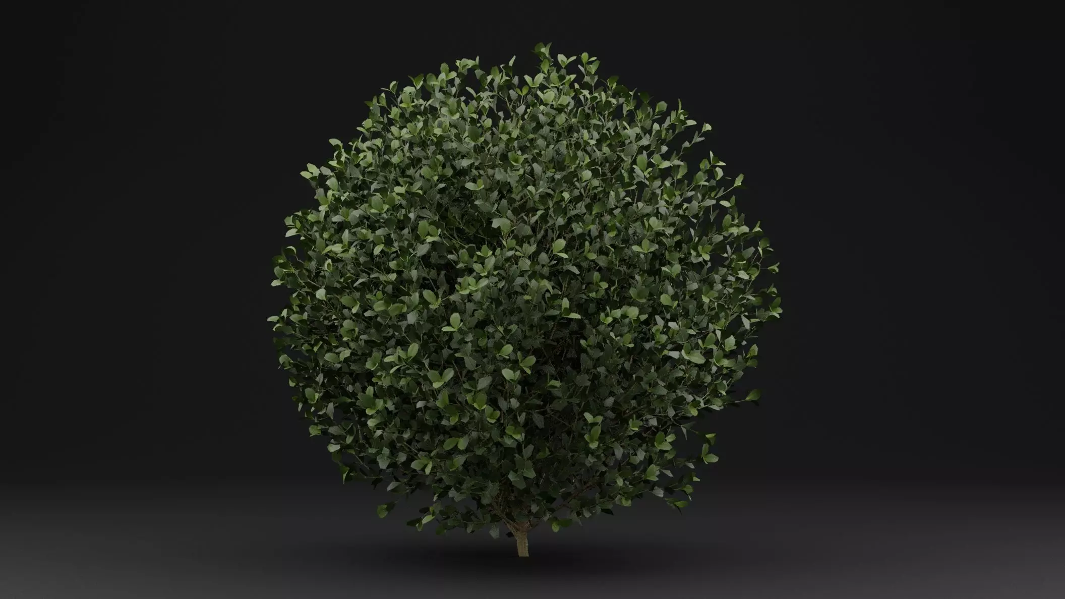 Boxwood Shrub Plant 3D model_0