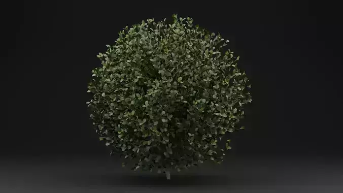 Boxwood Shrub Plant