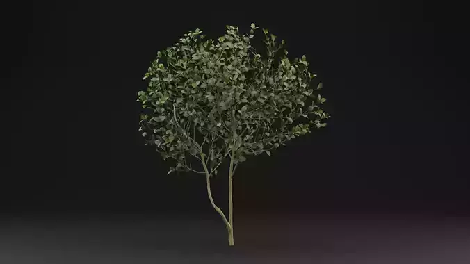 Buxus Sempervirens Shrub