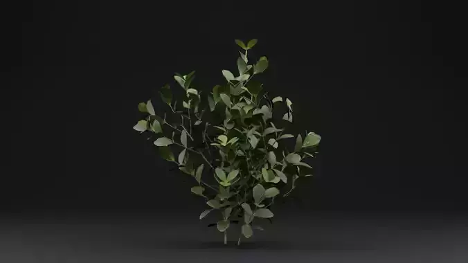 Buxus Sempervirens Plant