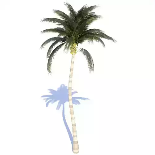 Coconut Tree - 01 med poly