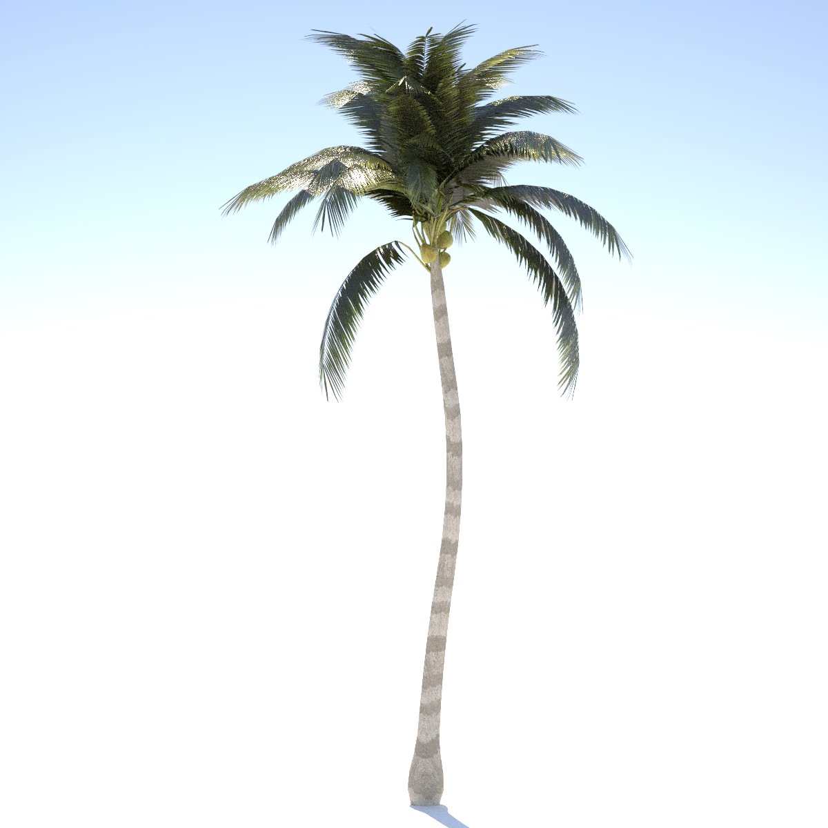 3D model Coconut Tree 01 med poly VR / AR / lowpoly CGTrader