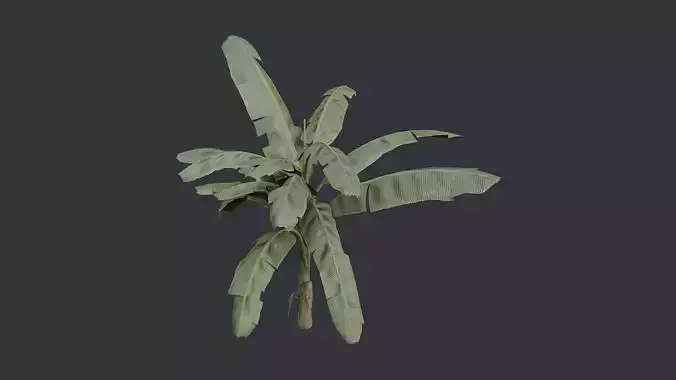 Banana Tree Plant in Tropical Foliage