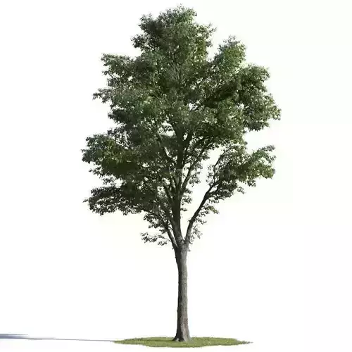 tree 04 AMC01 3D model tree 04 AMC01 3D model