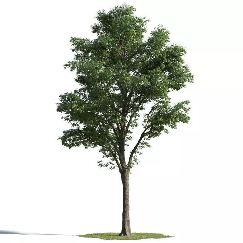 tree 04 AMC01 3D model_0