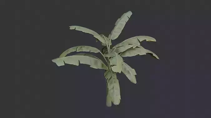 Banana Tree Tropical Plant