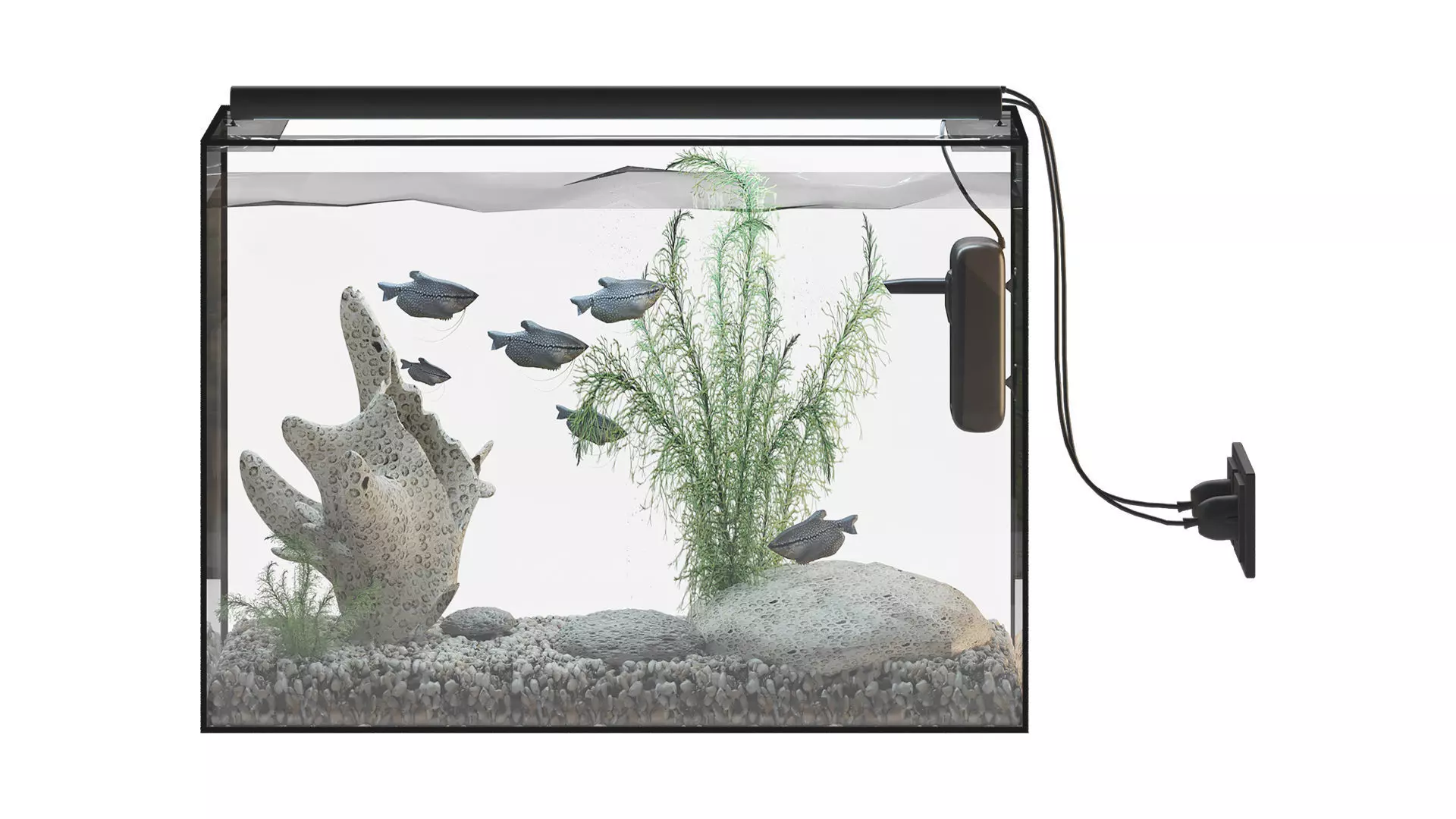 Fish Gourami Aquarium 70x30 3D model