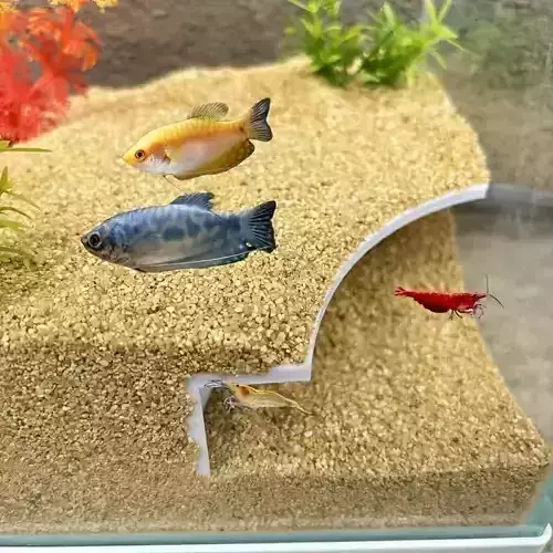 Tunel para peces 18 - acuario - fish tank