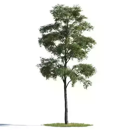 tree 13 AMC01