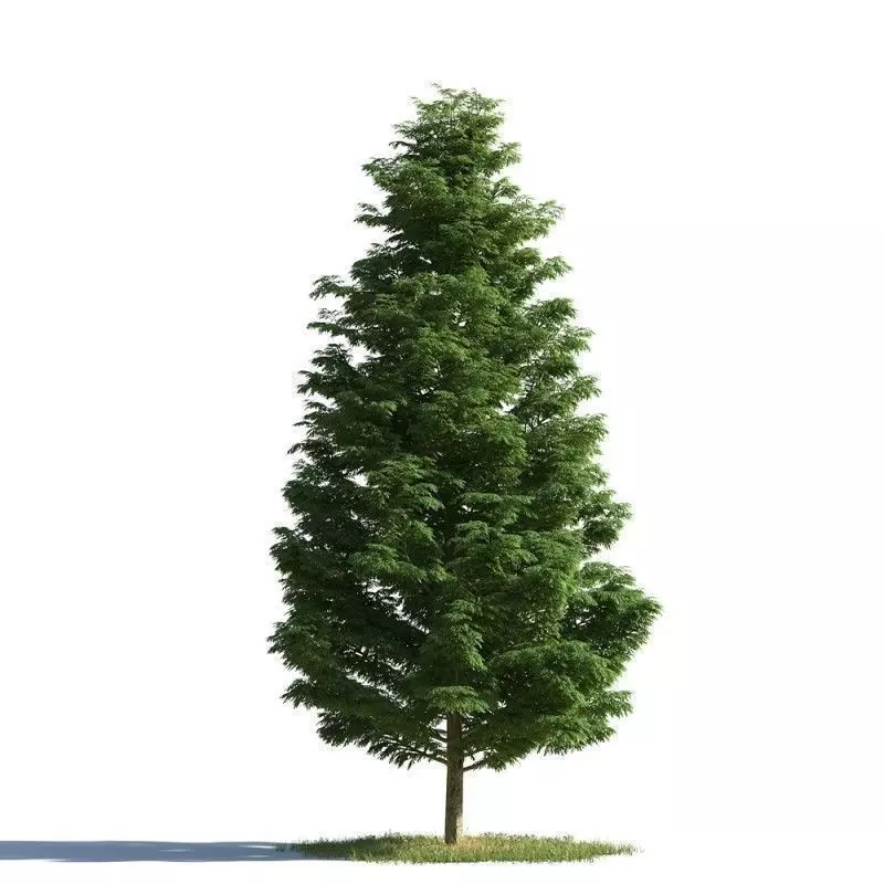 tree 16 AMC01 3D model_0
