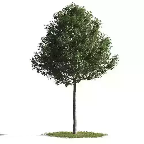 tree 23 AMC01