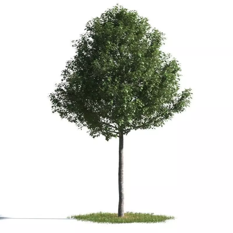 tree 23 AMC01 3D model_0