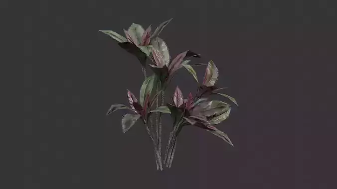 Cordyline Fruiticosa Foliage Plant