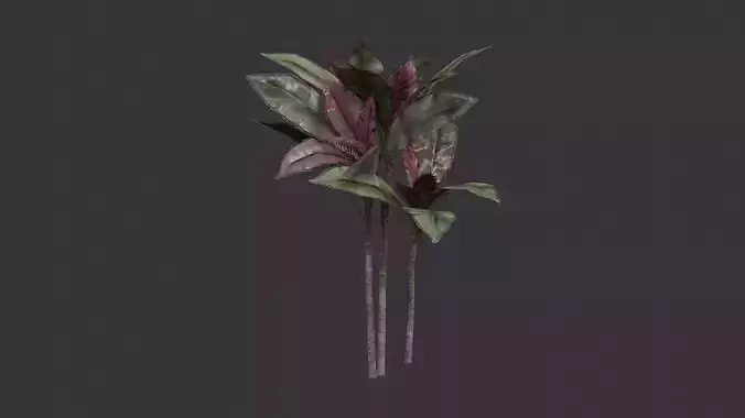 Cordyline Foliage Plant Cordyline Fruiticosa