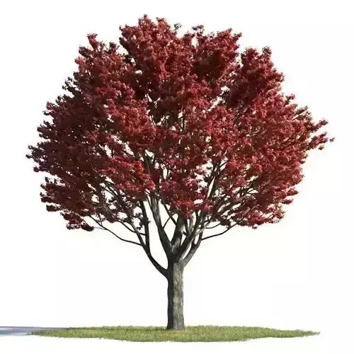 tree 27 AMC01