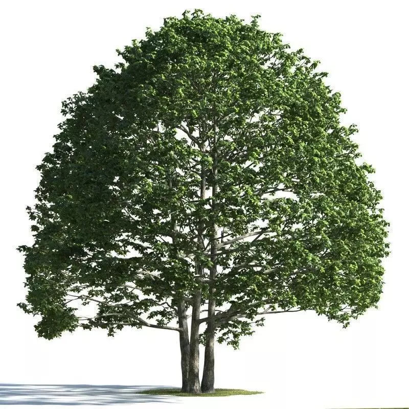 tree 28 AMC01 3D model_0
