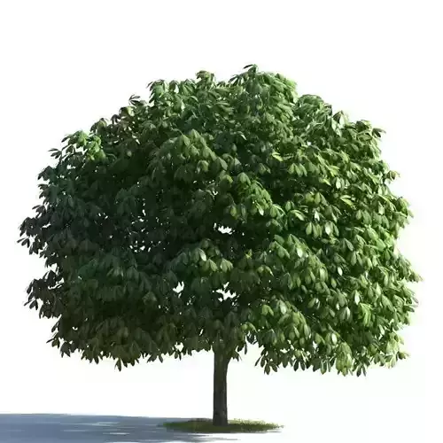 tree 30 AMC01