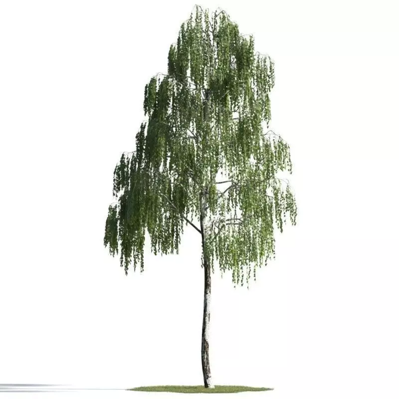 tree 36 AMC01 3D model_0