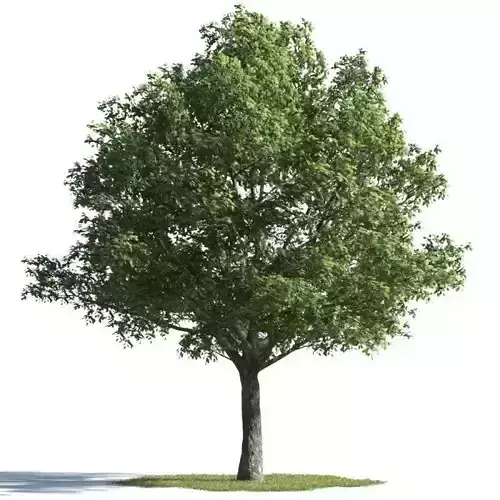 tree 29 AMC01