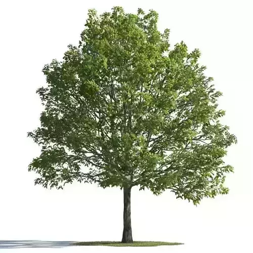 tree 34 AMC01 3D model tree 34 AMC01 3D model