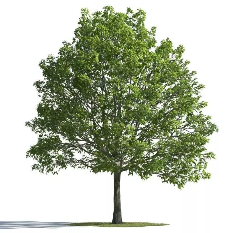 tree 34 AMC01 3D model_0