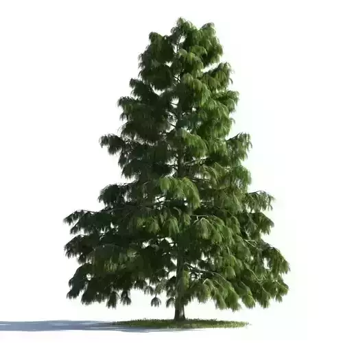 tree 39 AMC01