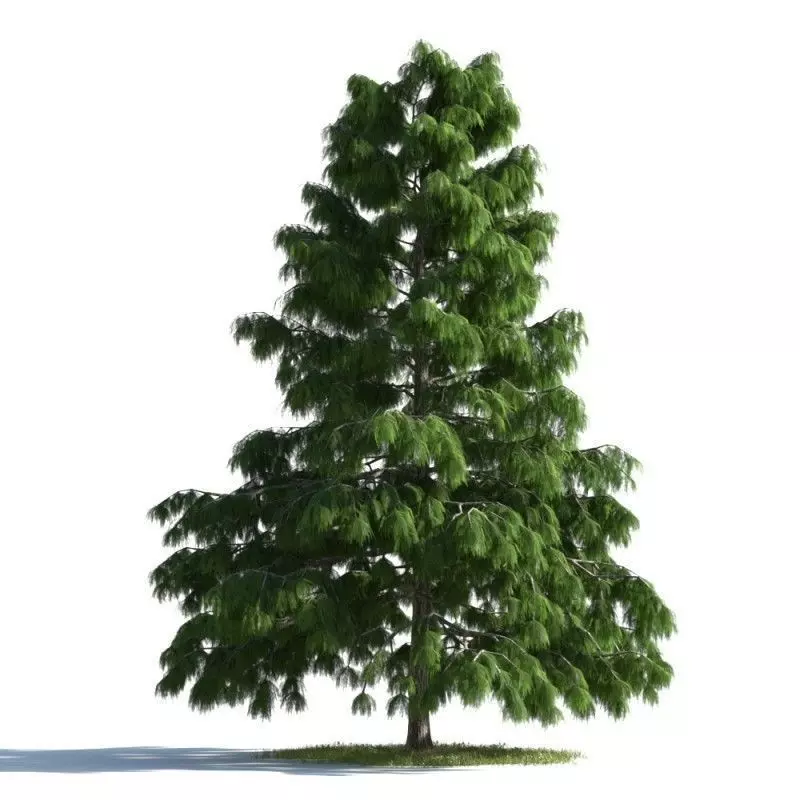 tree 39 AMC01 3D model_0