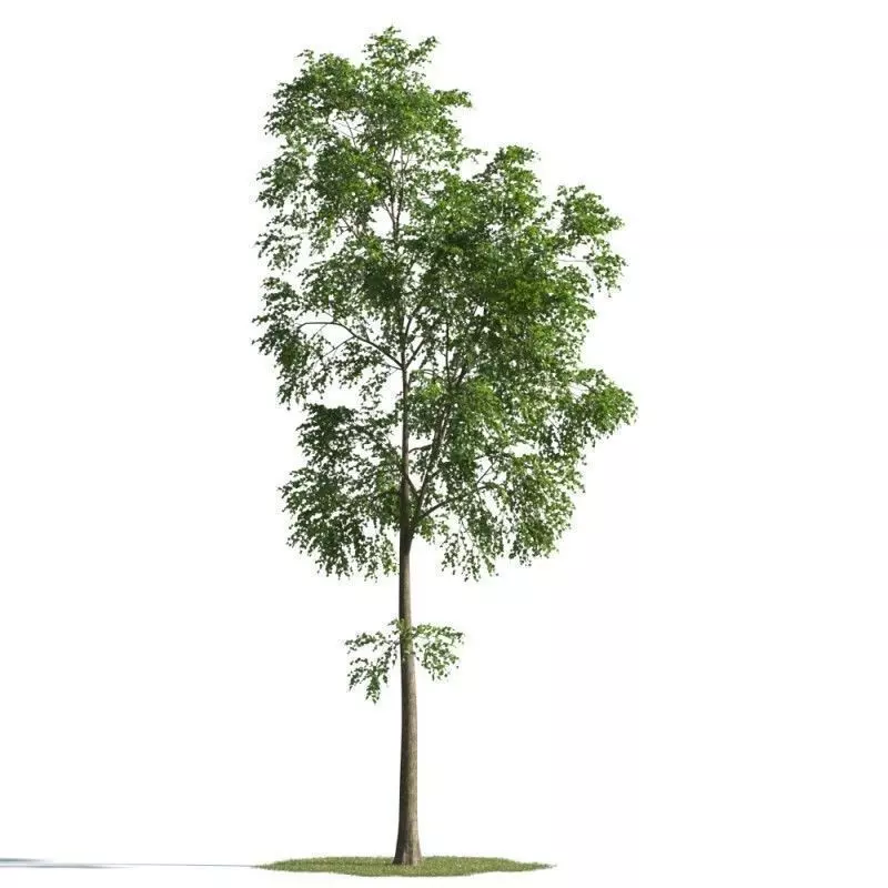 tree 42 AMC01 3D model_0