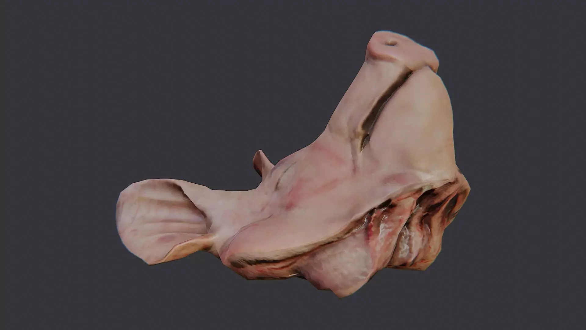 Pig Head Bust Prop for Display Low-poly 3D model_2