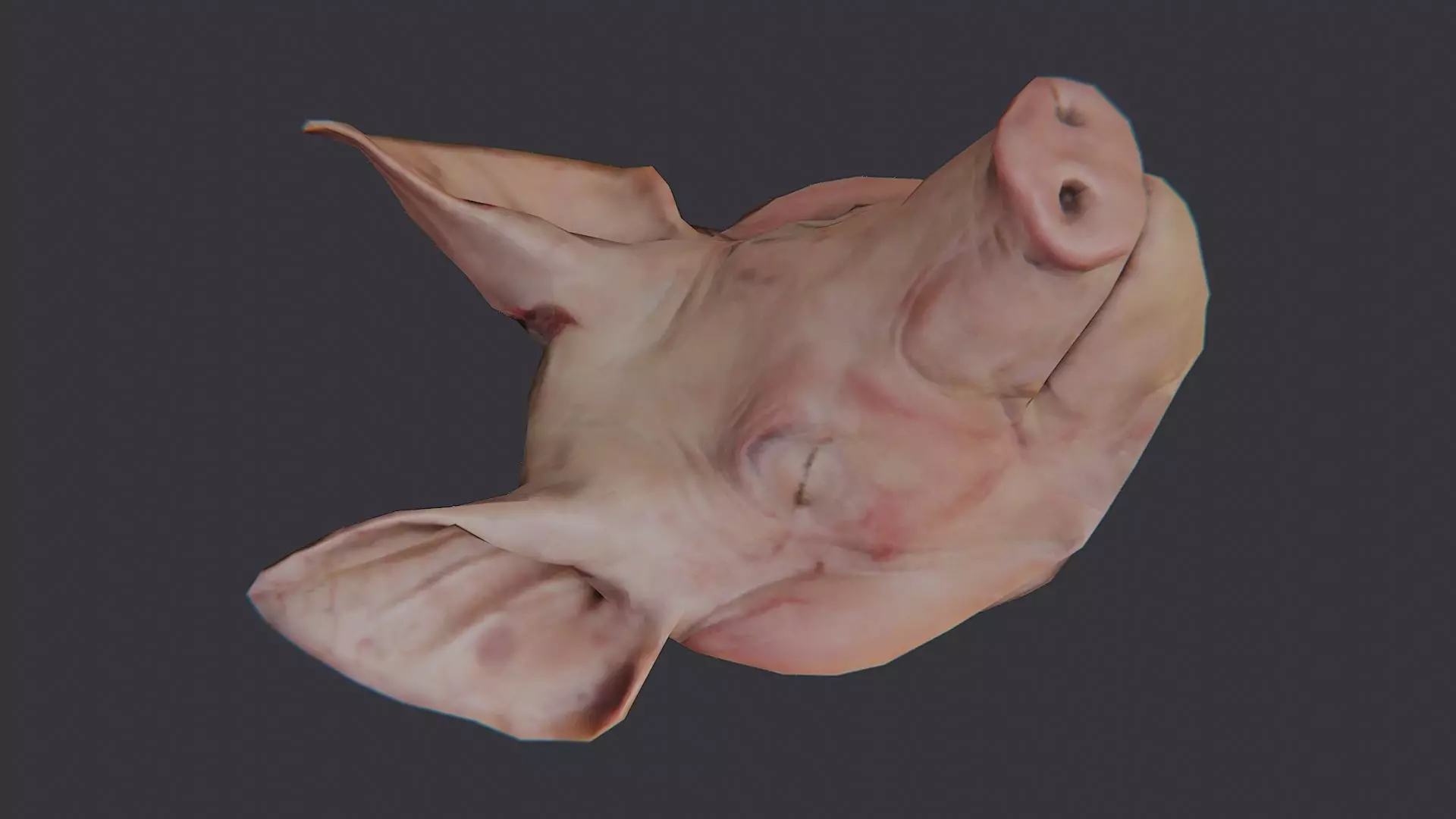 Pig Head Bust Prop for Display Low-poly 3D model_4