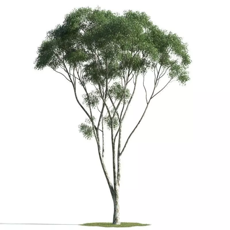 tree 47 AMC01 3D model_0