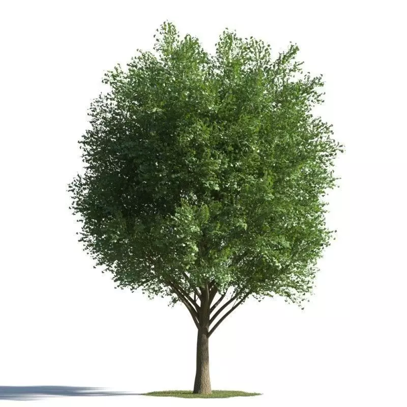 tree 49 AMC01 3D model_0