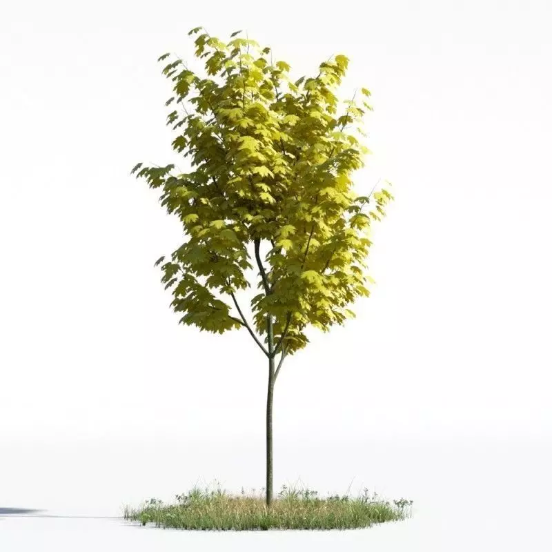 tree 52 AMC01 3D model_0