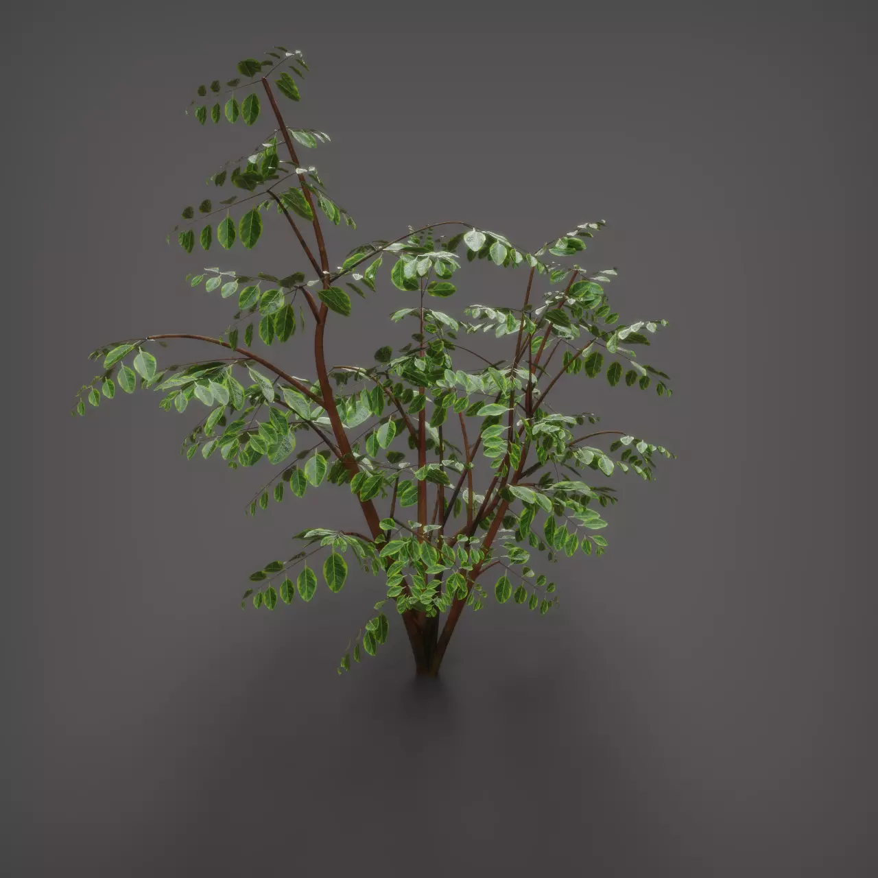 Wild Plant Ficus 3D model_5