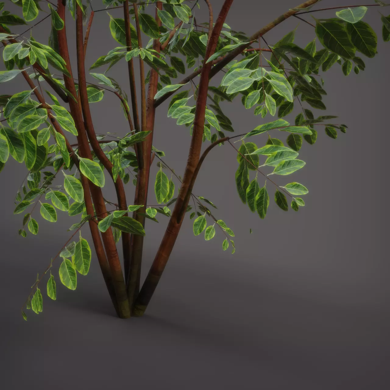Wild Plant Ficus 3D model_4