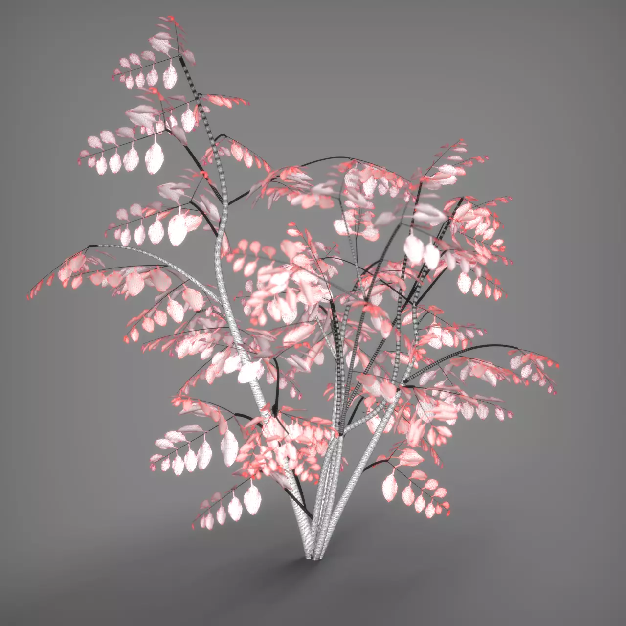 Wild Plant Ficus 3D model_7