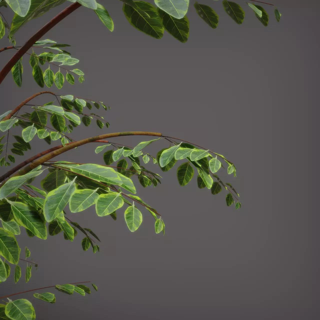 Wild Plant Ficus 3D model_3